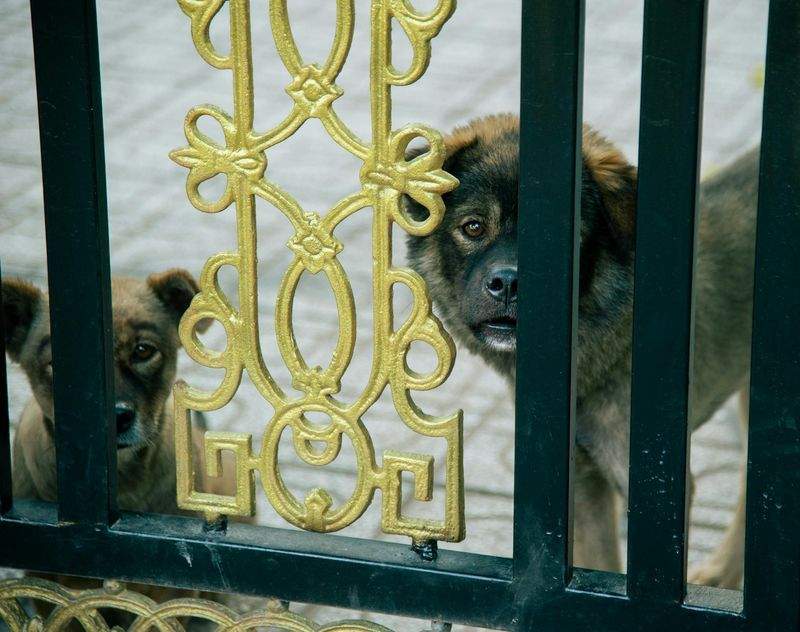 しっぽの森ケア＆ホテル 1